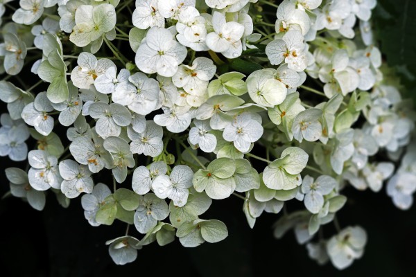 White Hydrangea by Deb Oppermann